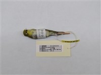 藏品(綠繡眼)的圖片